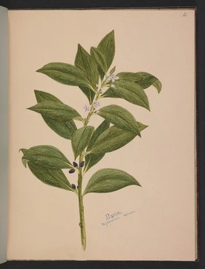 Burton, Clelia, 1878-1952 :Ngaio. Myoporum laetum. [ca 1900]