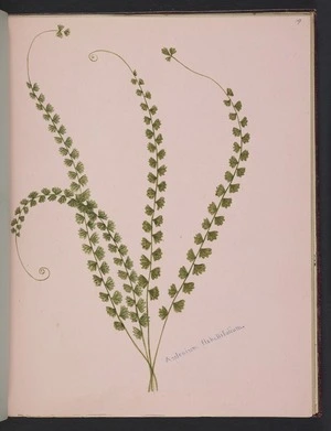 Burton, Clelia, 1878-1952 :Asplenium flabellifolium [ca 1900]
