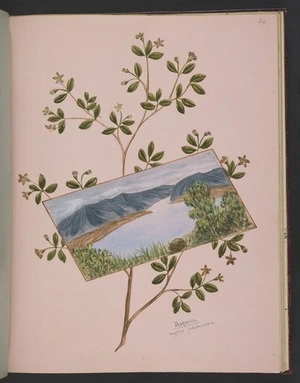 Burton, Clelia, 1878-1952 :Rohutu. Myrtus pedunculata. [Inset] Lake Rotoiti. [ca 1900]