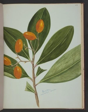 Burton, Clelia, 1878-1952 :Karaka. Corynocarpus laevigata [ca 1900]