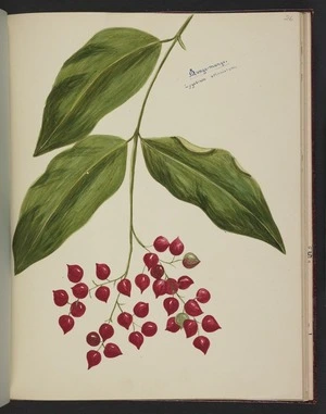 Burton, Clelia, 1878-1952 :Mange-mange. Lygodium articulatum. [Kareao. ca 1900]