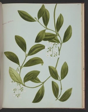 Burton, Clelia, 1878-1952 :Parsonia albiflora. [ca 1900]