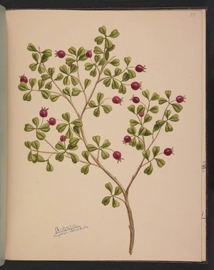 Burton, Clelia, 1878-1952 :Rohutu. Myrtus obcordata. [ca 1900]