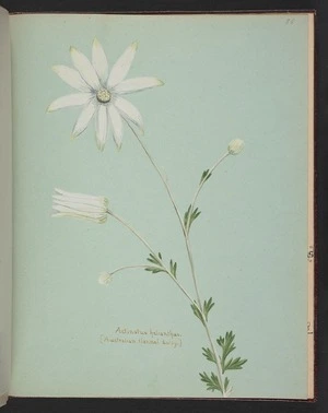 Burton, Clelia, 1878-1952 :Actinotus helianthus (Australian flannel daisy). [ca 1900]