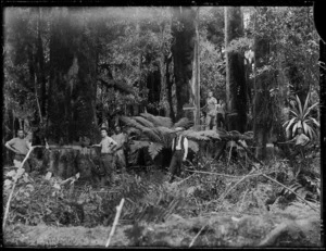 Tree felling, probably Stratford district, Taranaki