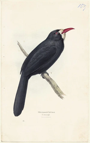 Swainson, William, 1789-1855 :White beard'd puff bird. [Plate] 12. [1835]