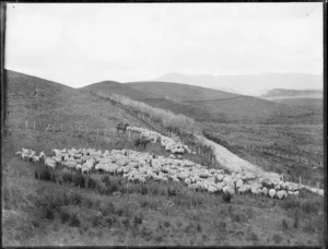 Mustering sheep, Northland