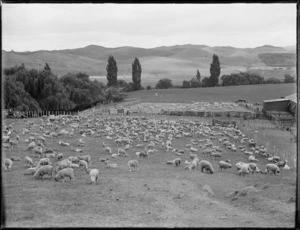 Sheep grazing, Northland