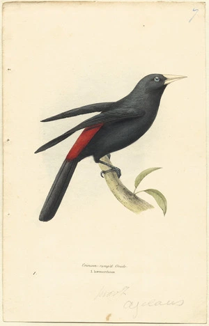 Swainson, William, 1789-1855 :Crimson-rump'd oriole. I. haemorrhous. Proof. [Plate] 1 [1835].