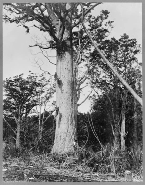 Men bleeding kauri tree for gum, Herekino, Northland region