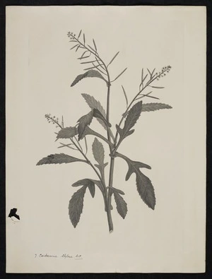 Parkinson, Sydney, 1745-1771: 7. Cardamine stylosa. D.C. [Rorippa gigantea (Cruciferae) - Plate 406]