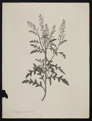 Parkinson, Sydney, 1745-1771: 5. Nasturtium terrestre. R. Br. [Rorippa palustris (Cruciferae) - Plate 407]