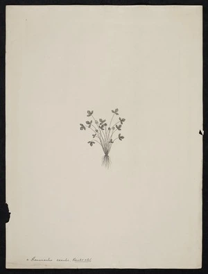 Parkinson, Sydney, 1745-1771: 4. Ranunculus acaulis, Banks & Sol. [Ranunculus acaulis (Ranunculaceae) - Plate 403]