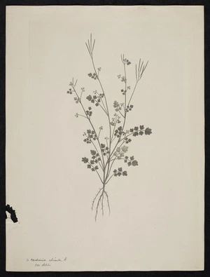 Parkinson, Sydney, 1745-1771: 6. Cardimine shirsuta, L. var debilis. [Cardamine debilis (Cruciferae) - Plate 408]