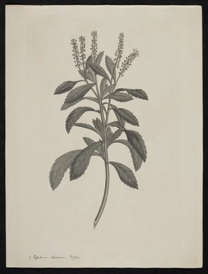 Parkinson, Sydney, 1745-1771: 8. Lepidium oleraceum, Forster [Lepidium oleraceum (Cruciferae) - Plate 410]