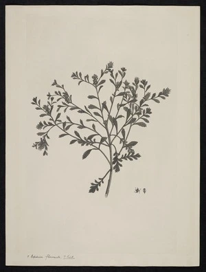 Parkinson, Sydney, 1745-1771: 9. Lepidium flexicaule, T. Kirk. [Lepidium flexicaule (Cruciferae) - Plate 409]