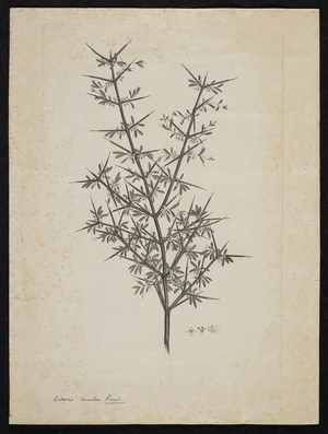 Parkinson, Sydney, 1745-1771: Discaria toumatou. Raoul. [Discaria Toumatou (Rhamnaceae) - Plate 426]