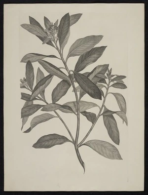 Parkinson, Sydney, 1745-1771: [Untitled][Pittosporum ralphii (Pittosporaceae) - Plate 413]