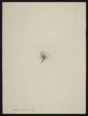 Parkinson, Sydney, 1745-1771: Colobanthus Billardieri. Fenzl. [Colobanthus apetalus (Caryophyllaceae) - Plate 414]