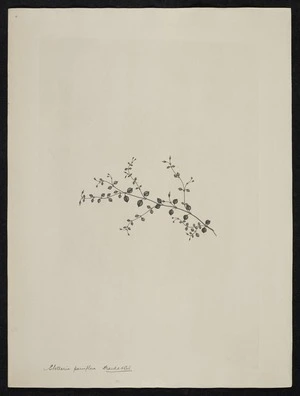 Parkinson, Sydney, 1745-1771: Stellaria parviflora. Banks & Sol [Stellaria parviflora (Caryophyllaceae) - Plate 415]