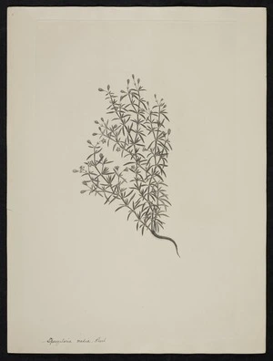 Parkinson, Sydney, 1745-1771: Spergularia media. Presl. [Spergularia media (Caryophyllaceae) - Plate 416]