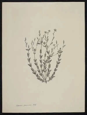 Parkinson, Sydney, 1745-1771: Hypericum gramineum. Forst. [Hypericum gramineum (Guttiferae) - Plate 417]