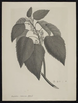 Parkinson, Sydney, 1745-1771: Aristolelia racemosa. Hook. f. [Aristotelia serrata (Elaeocarpaceae) - Plate 419]