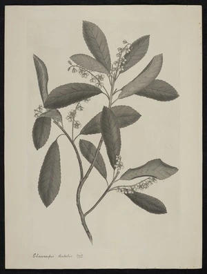 Parkinson, Sydney, 1745-1771: Elaeocarpus dentatus. Va[h]l. [Aristotelia serrata (Elaeocarpaceae) - Plate 420]