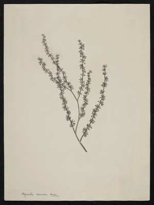Parkinson, Sydney, 1745-1771: Plagianthus divaricatus. Forster. [Plagianthus divaricatus (Malvaceae) - Plate 428]