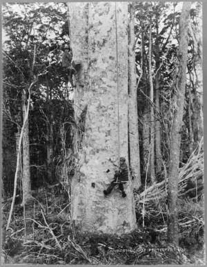 Men bleeding kauri tree for gum, Northland