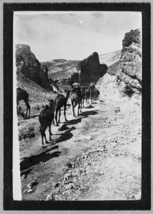 Camels in the hills near Jerusalem, Palestine