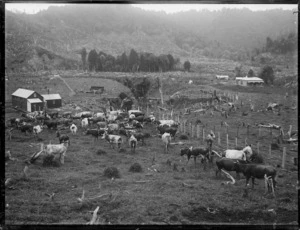Cattle farm, probably Stratford area