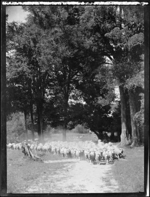 Sheep and trees, Mangamahu