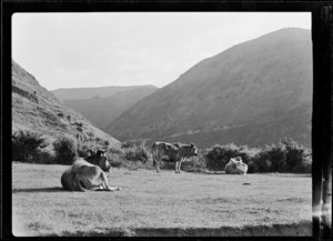 Cows in paddock, Wanganui River district