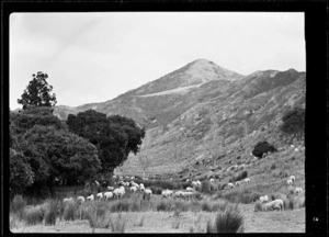 Sheep grazing, Waitotara Valley