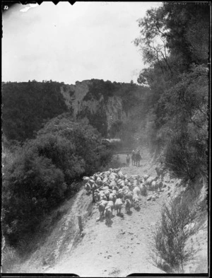 Sheep coming along a track, Mangamahu