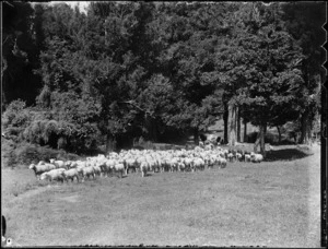 Sheep and trees, Mangamahu