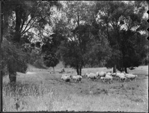 Sheep and trees, Mangamahu
