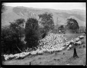 Mustering sheep, Mangamahu