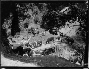 Cows crossing a bridge, Mangamahu