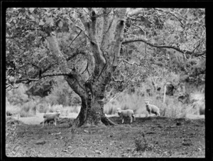 Three lambs under a walnut tree, Raorikia