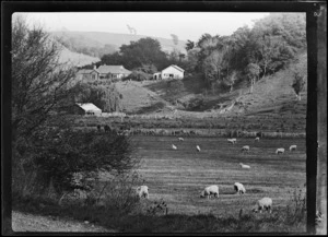 View of farm with sheep and houses, Wanganui district