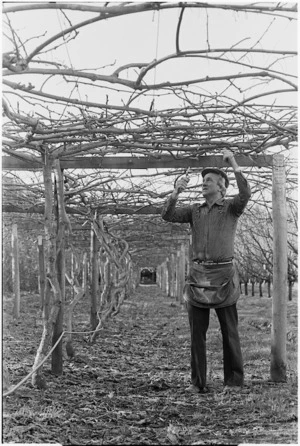 Sid Desborough tending kiwifruit at Summerland Gardens - Photograph taken by Ross Giblin