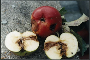 Codling moth damage in apples