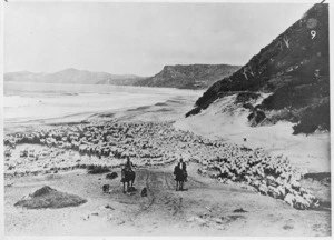 Droving sheep at Tolaga Bay, East Coast - Photograph taken by Frederick Ashby Hargreaves