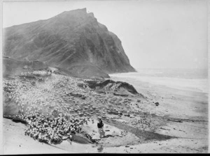 Droving sheep at Waihau Beach, also known as Loisel's Beach, on the way to Gisborne
