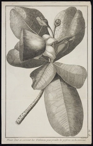 Parkinson, Sydney, 1745-1771 :Plante dont se servent les Tahitiens pour prendre les poissons en les envirant. Benard direx. Pl. 13. [Paris, 1773?]