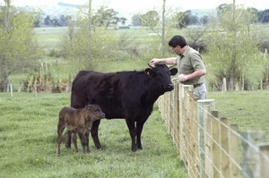 Cattle in the Wairarapa, including a Wagyu bull calf - Photograph taken by Ray Pigney