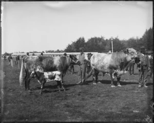 Cows on display, possibly at an Invercargill A&P (Agricultural & Pastoral) Show