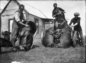 Men with wild pig carcasses